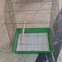 قفس عروس هلندی