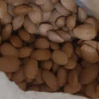 بادام سنگی تازه امسالی بج
