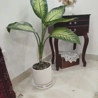 دیفن