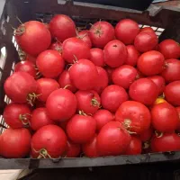 آبگیری گوجه رب