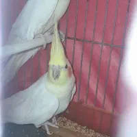 عروس هلندی خوش رنگ