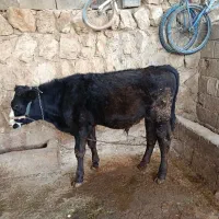 گوساله نر
