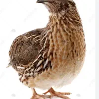 بلدرچین
