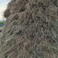 علف|عمدهفروشی|تخت سلیمان, |دیوار