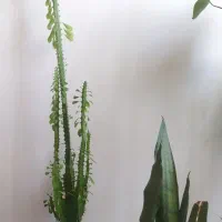 گل مناسب هدیه