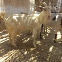 بز سانن|حیوانات مزرعه|اردکان, |دیوار