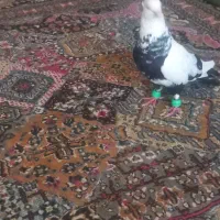 نر دم سیا