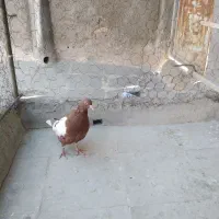 کفتر پرشی|پرنده|سبزوار, قصبه غربی|دیوار