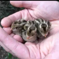 جوجه بلدرچین  سن 1هفته و دیگه جوجه