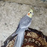 طوطی  عروس هلندی نر بالغ (سخنگو)