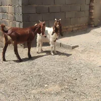 بزغاله نر