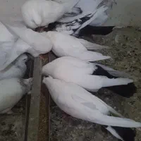 کبوتر دمسیاه و سفید کاکلی