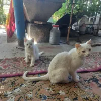 ۲عدد گربه پرشین سفید یکی نر و دیگری توله ۴ماه خودش