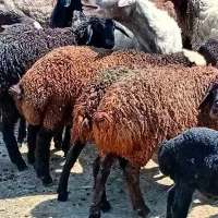 بره ای نر سبک وزن  آدرس اراک زیره سی کیلو.