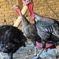 چهار عدد بوقلمون ۲ساله رسمی فروش فوری فوری