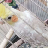 عروس هلندی نر با قفس و وسایلش