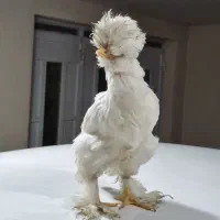 جوجه سلطان کاکلی پا پر