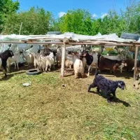 فروش بز