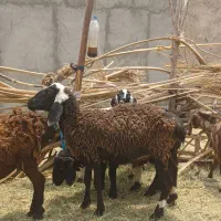 ۳ تا بره نر ،دوتا چینی و یک محلی ،چاق و سرحال