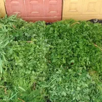 سبزی قورمه