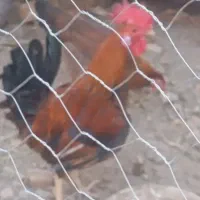 قلعه چنعان