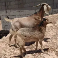 بز جوان داشتی