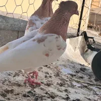 کفتر ۵جفت نرماده کبوتر