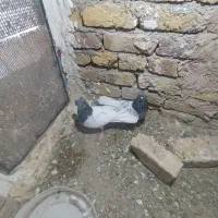 کبوتر