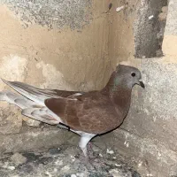 کفتر کاکلی