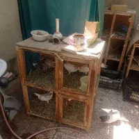 جفت کن