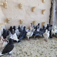 دسته جوجه پلاکی بزک