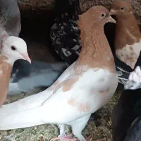 کفتر