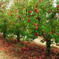 1700-متر-باغ-با-ساختمان-هماشهر