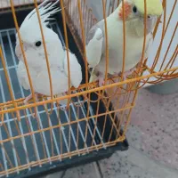 عروس هلندی جفت