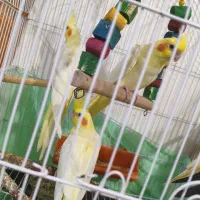 فروش عروس هلندی