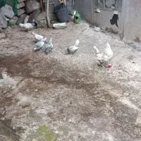 مرغ و خروس سیبرایت