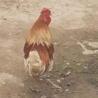 مرغ|حیوانات مزرعه|جیرفت, |دیوار