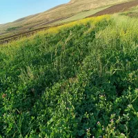 فروش  سبزه شبدر