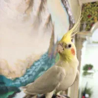 عروس هلندی جوجه شاه تخم نر
