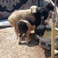 بره نر و ماده