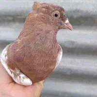 کبوتر سینه سرخ ماده