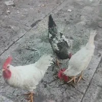 ۱ مرغ و ۲ خروس
