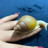 حلزون کلاژن ساز