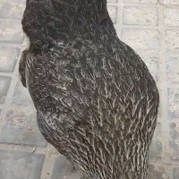 مرغ تخمگذار