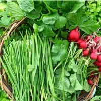 سبزی و انواع سبزیجات