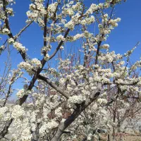 زمین-کشاورزی-فروشی
