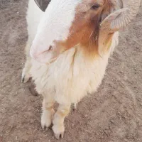 درجه ام دوسال