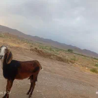 بز جوان|حیوانات مزرعه|قائن, |دیوار