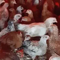 جوجه دوماهه