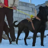 سرابی ۱۸ ماهه